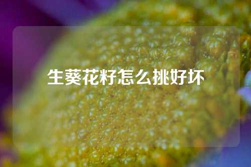 生葵花籽怎么挑好坏