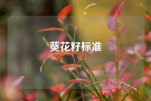 葵花籽标准