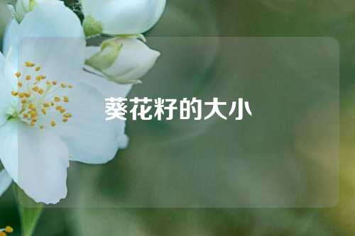 葵花籽的大小