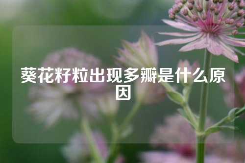 葵花籽粒出现多瓣是什么原因